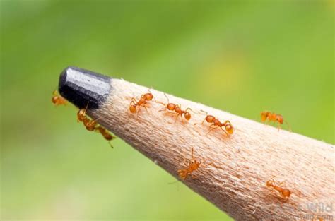 little fire ants tango facts